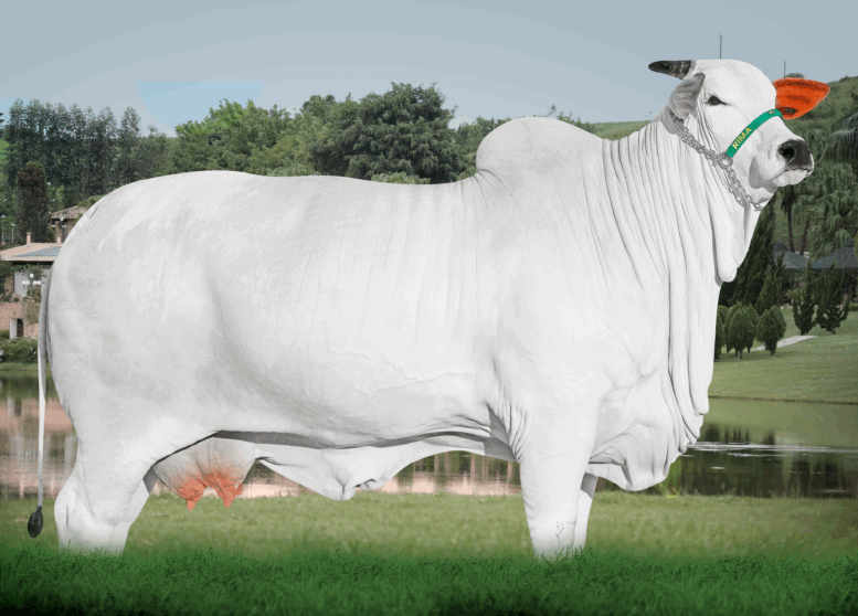 28 lotes de Nelore serão ofertados no Leilão Dream Selection da Rima Agropecuária