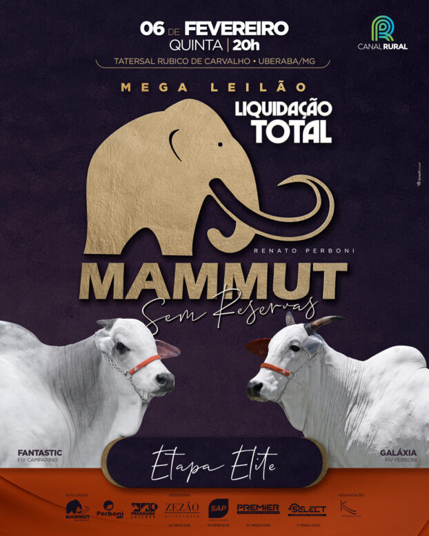 45 lotes de Nelore serão ofertados no Mega Leilão Mammut Sem Reservas