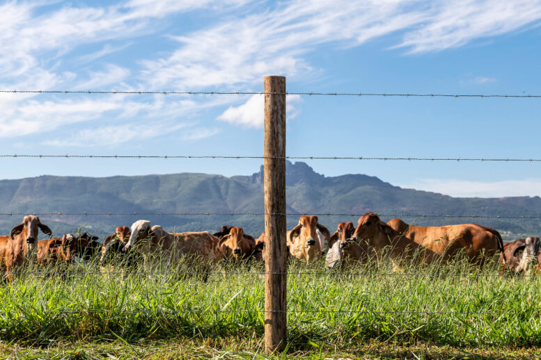 Belgo Arames apresentou soluções eficazes para cercamento no Show Rural Coopavel 2025