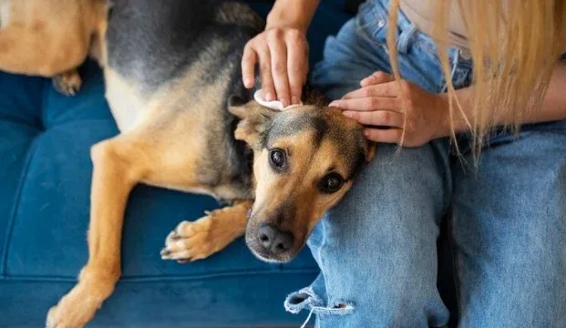 Como identificar, tratar e prevenir complicações da otite aguda nos ouvidos do seu pet