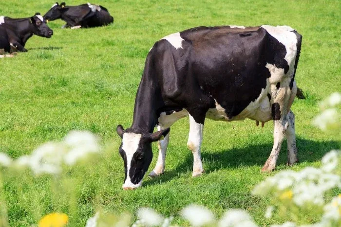 Manejo inadequado do gado leiteiro aumenta perdas causadas pela mastite