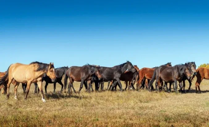 Proteção, desempenho e cumprimento das exigências legais. Entenda a importância da vacinação de equinos
