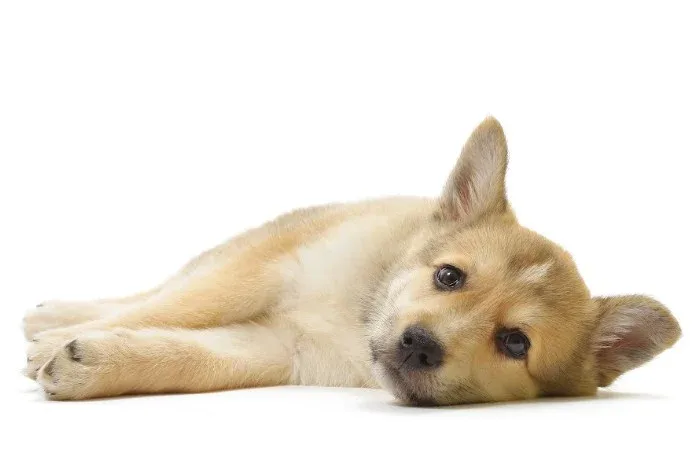 Erliquiose, doença transmitida aos cães por carrapatos, prejudica a saúde a longo prazo e exige atenção mesmo após o tratamento, alerta veterinária