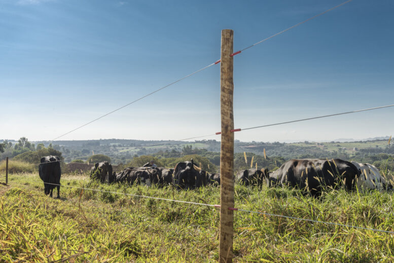 Chuvas intensas afetam o desempenho das cercas elétricas. Especialista da Belgo Arames aponta melhores práticas de prevenção
