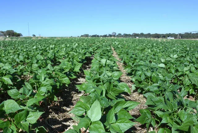 Cultivo de feijão exige nutrientes essenciais para ter qualidade e alta produtividade