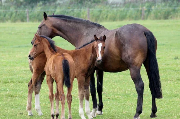 Cicatrização de ferimentos é questão de bem-estar e rentabilidade na produção animal Cicatrização de ferimentos é questão de bem-estar e rentabilidade na produção animal