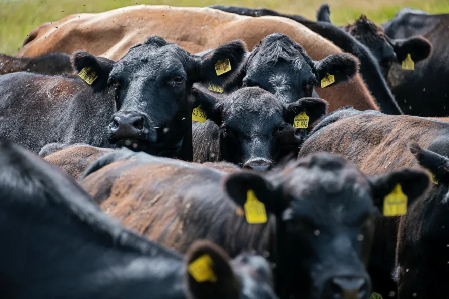 Repelentes protegem os bovinos contra as moscas e contribuem para aumento da produtividade Repelentes protegem os bovinos contra as moscas e contribuem para aumento da produtividade