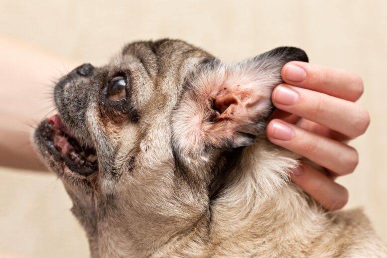 Otite em cachorros causa grande sofrimento, saiba como prevenir