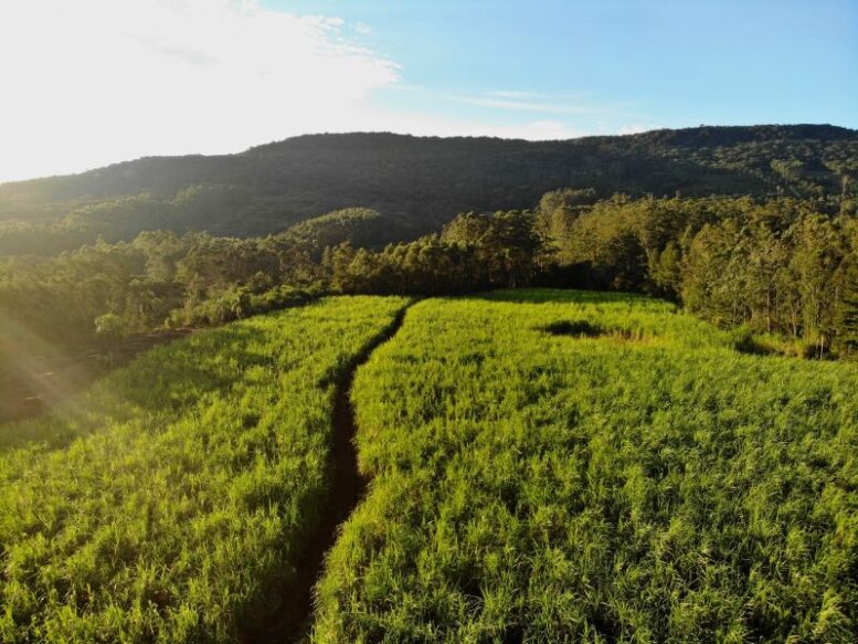 Weber Haus reforça compromisso com sustentabilidade e práticas ESG no setor de destilados