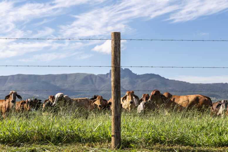 Belgo Arames leva à Tecnoshow soluções para elevar qualidade de cercas na pecuária e na agricultura