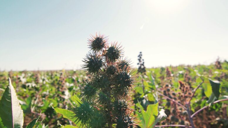 Novo episódio de ‘Rota Regenerativa’ mostra potencial da mamona na agricultura do futuro Novo episódio de ‘Rota Regenerativa’ mostra potencial da mamona na agricultura do futuro
