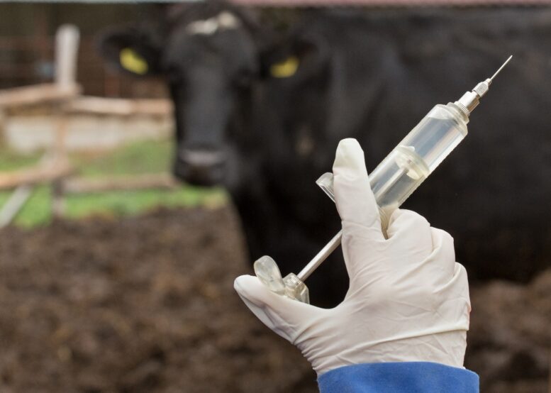 Farmácia na fazenda agrega em agilidade no controle sanitário do gado