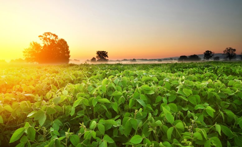 Crédito rural antecipado para Safra Verão gera oportunidades para produtores