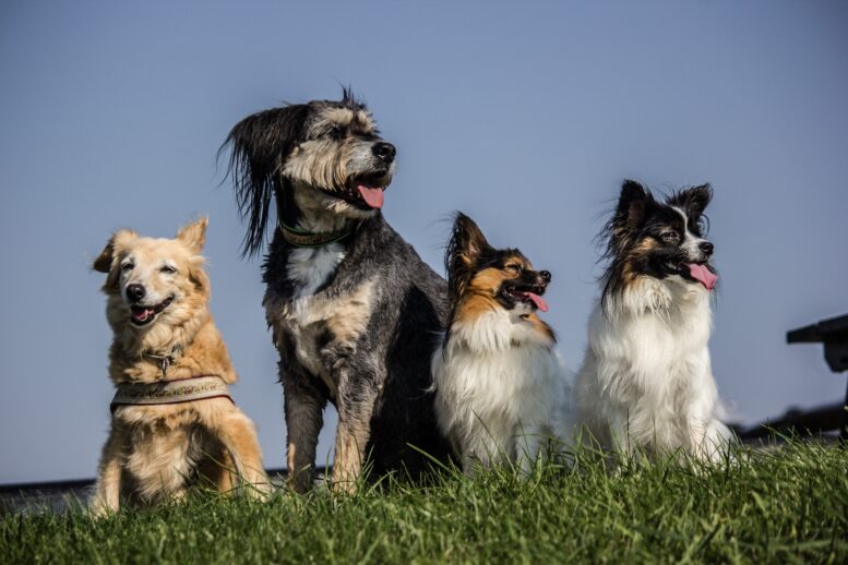 Dipilidiose em cães. Entenda como pulgas contaminadas infectam os animais