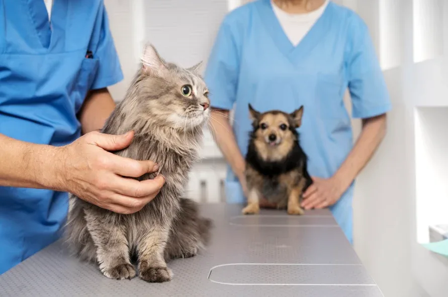 Alerta aos tutores. Ingestão de alimentos contaminados podem provocar problemas gástricos em pets