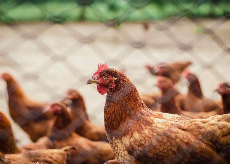 Óleos essenciais ganham importância para a saúde respiratória e o desempenho na avicultura