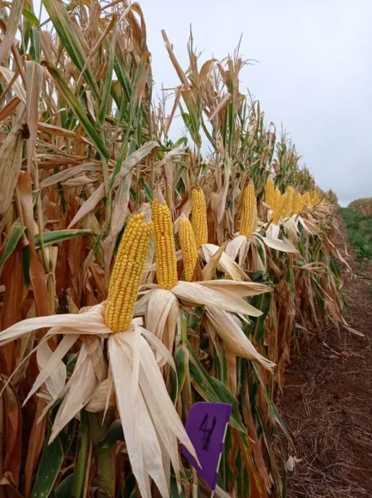 Mais produtividade: manejo biológico potencializa enchimento dos grãos no cultivo de milho