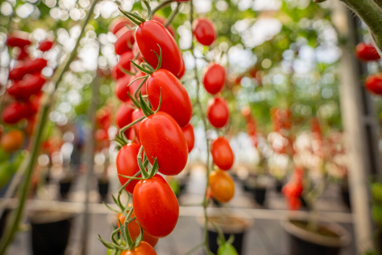 Biotrop leva inovação biológica à 30ª Hortitec e reforça compromisso com a sustentabilidade na horticultura