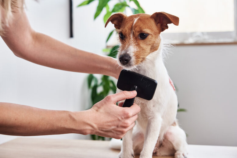 Pelo de cachorro: como cuidar e reduzir a queda excessiva
