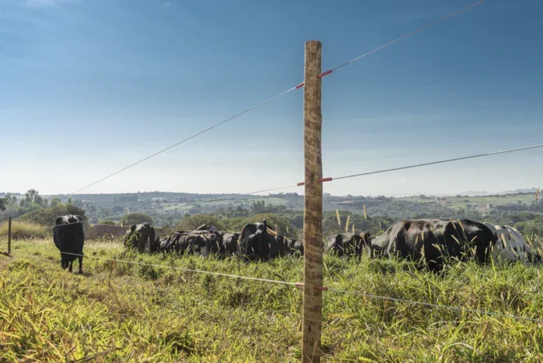 Comportamento animal é fator decisivo na escolha de cercas em propriedades rurais