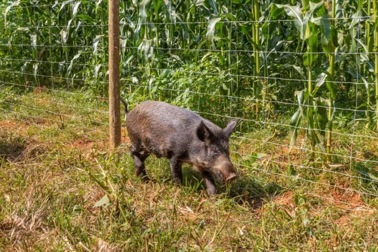 Milho em risco: javaporcos ameaçam lavouras em pleno período de festas juninas