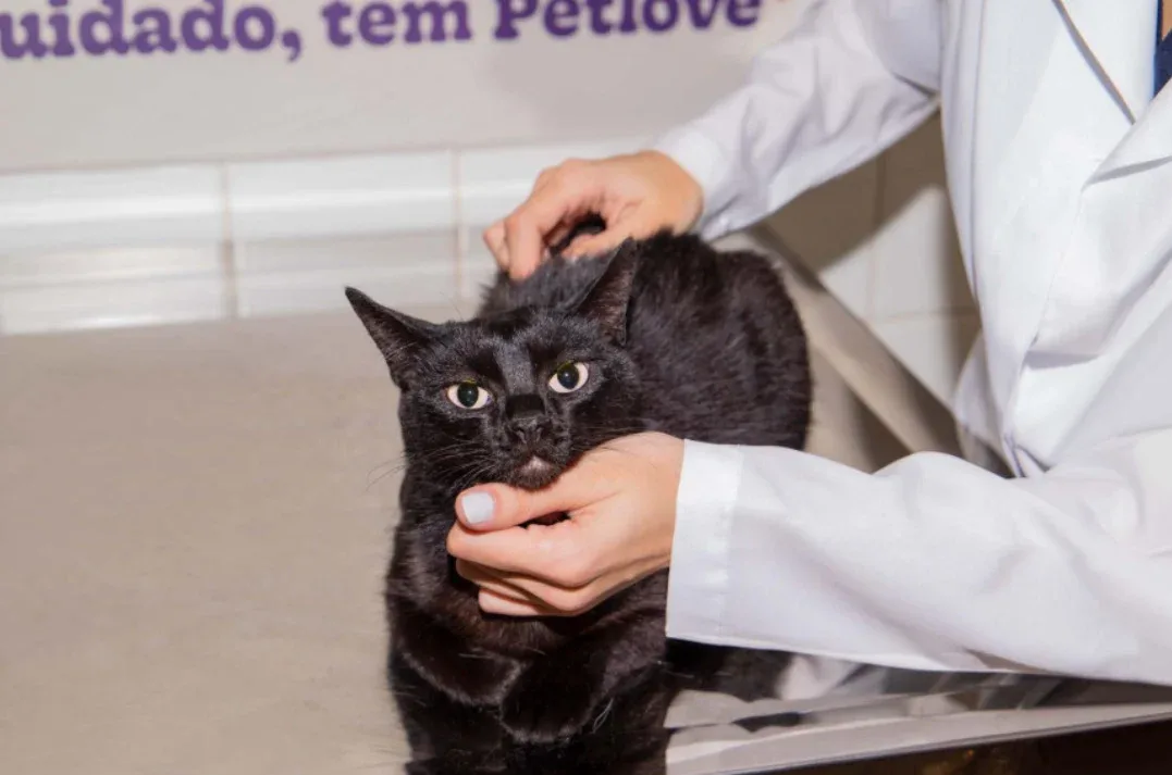 Planos de saúde especializados em pets chegam a Vitória da Conquista