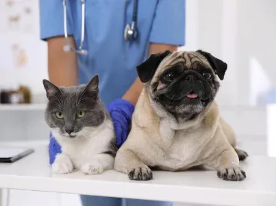 Entenda os sinais de inflamação em cães e gatos e a importância do diagnóstico precoce