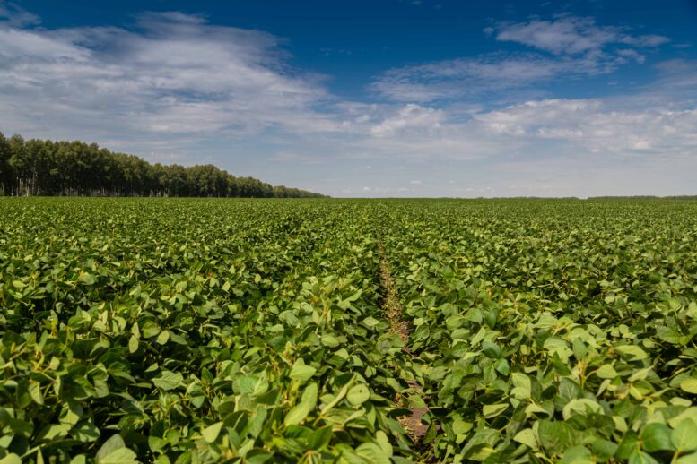 Sicredi Dexis orienta produtores a preparar propostas de investimento e antecipar custeio da safra
