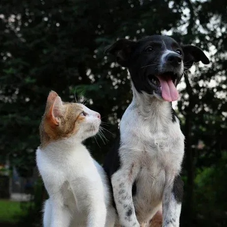 Identifique os sinais de inflamação em cães e gatos e a importância do diagnóstico precoce