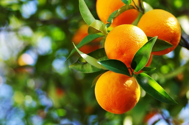 Citricultor reduz queda de frutos em 37% com uso de BIOSYNC