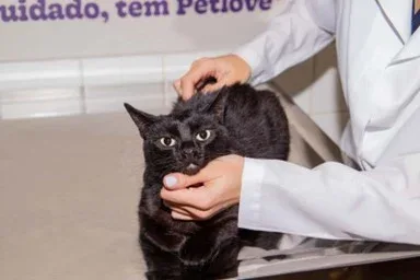 Planos de saúde especializados em pets chegam a Lages