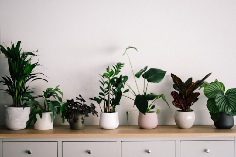 Fertilizante sustentável da Embrapa mira consumidor urbano com plantas em casa