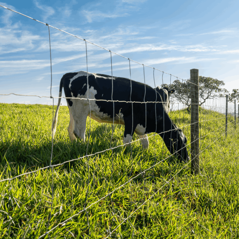 Biosseguridade começa na cerca: proteção física reduz riscos na fase de recria da pecuária leiteira