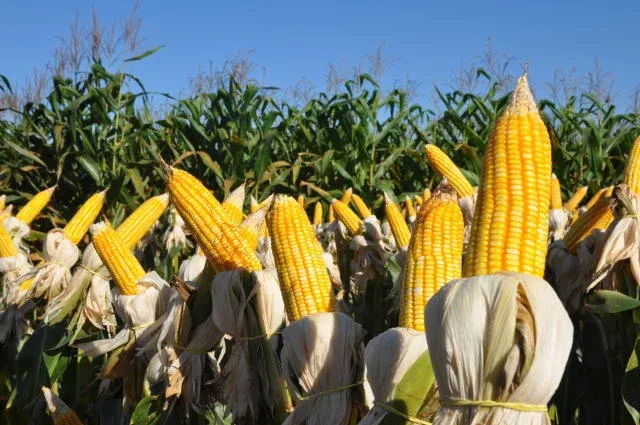 Maranhão: milho e soja representam 90% da agricultura estadual e expectativa é positiva para próximas safras Maranhão: milho e soja representam 90% da agricultura estadual e expectativa é positiva para próximas safras