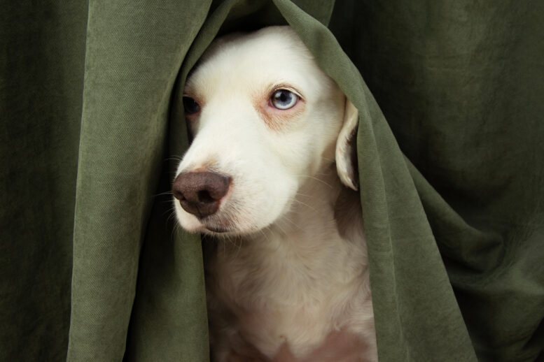 Ansiedade e estresse em pets: quais os sinais e como amenizar Ansiedade e estresse em pets: quais os sinais e como amenizar
