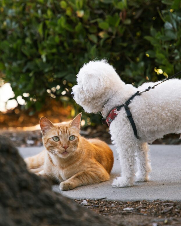Fotobiomodulação, a nova aliada da dermatologia veterinária