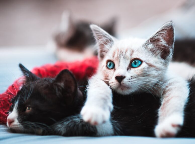 Dia Internacional do Gato: como entender e cuidar melhor do seu felino