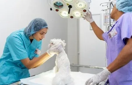 Recuperação de pets após cirurgia depende dos cuidados dos tutores, alerta veterinária