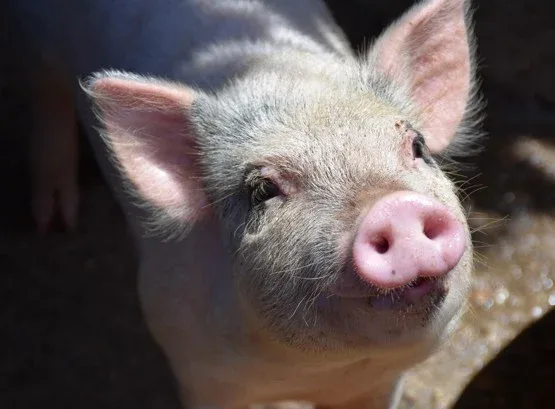 Falta de vitaminas A, D e E compromete saúde e desempenho de suínos, apontam especialistas