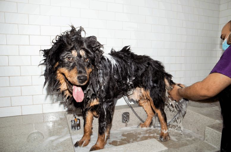 Conheça seis tendências de serviços disponíveis para o bem-estar dos pets