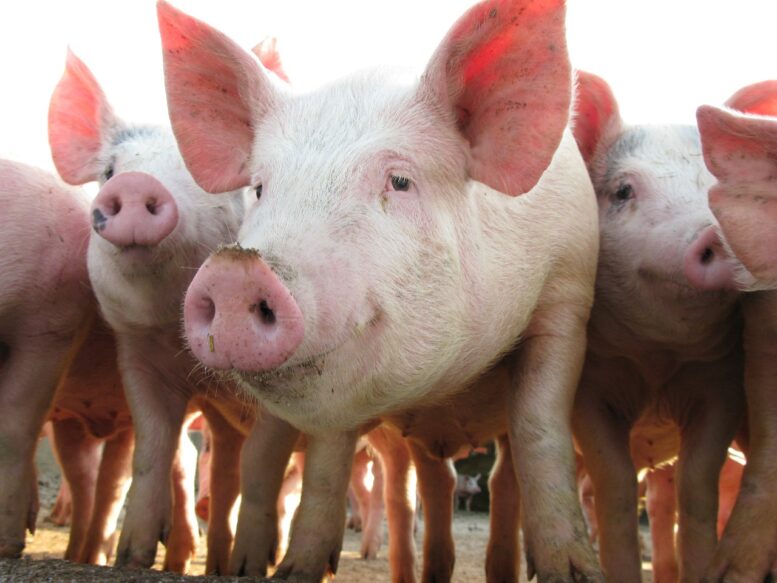 MCassab apresenta soluções em saúde e bem-estar animal no 17º Simpósio Brasil Sul de Suinocultura, em Chapecó (SC)