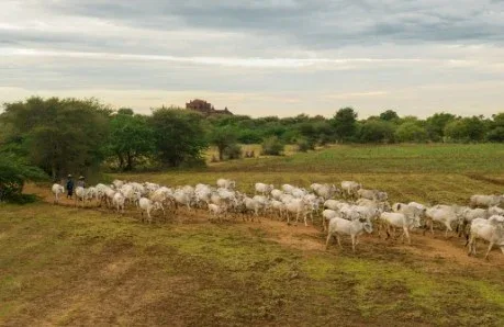 Rebanho bovino saudável exige controle estratégico e uso consciente de antiparasitário