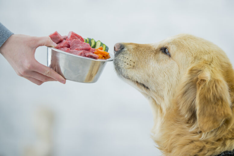 A importância da nutrição no tratamento de doenças renais em cães
