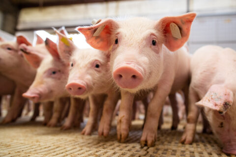 Ambiência na suinocultura é fator decisivo para bem-estar, saúde e desempenho dos animais Ambiência na suinocultura é fator decisivo para bem-estar, saúde e desempenho dos animais