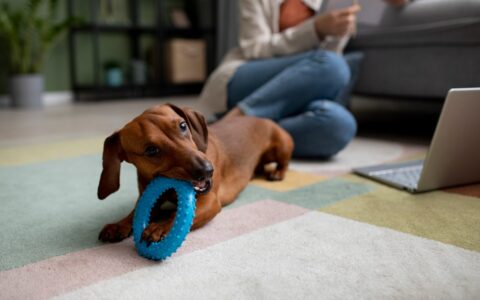 Zoonoses podem ser evitadas com higiene correta dos ambientes com pets, orienta especialista Zoonoses podem ser evitadas com higiene correta dos ambientes com pets, orienta especialista