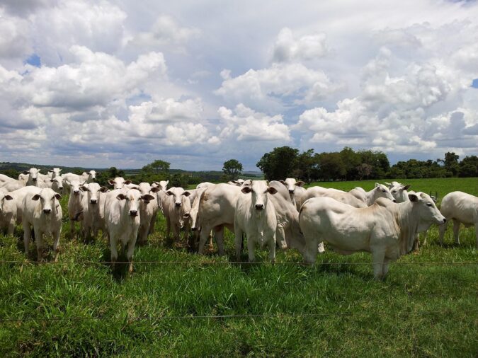 Masterboi reforça presença no agronegócio nordestino com participação na Expoagro Alagoas, Leilão Matrizes Santa Fé e ExpoCariri 2025