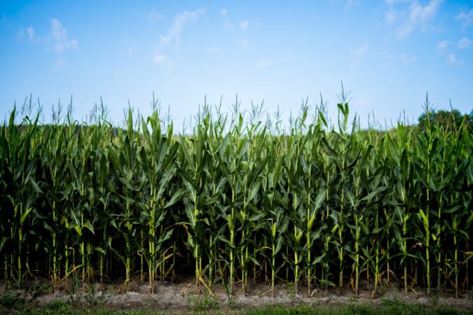 A importância da prevenção e da defesa natural da planta na produtividade de soja e milho