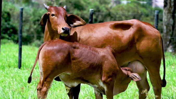 AGRO FTI realiza rodada de leilões virtuais com genética de alta qualidade das raças Sindi e Nelore