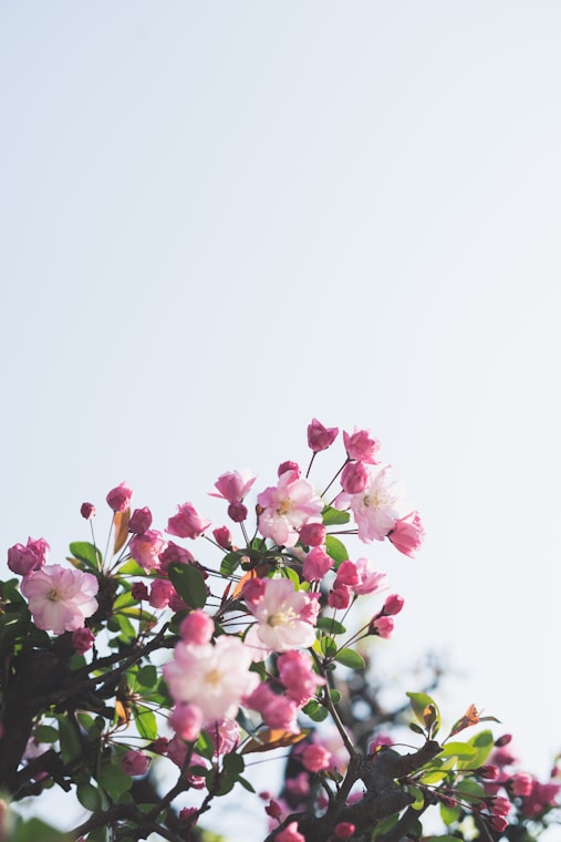 Da vitrine à timeline: como o marketing é o grande aliado das floriculturas?