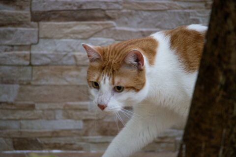 Subdiagnóstico torna doenças articulares ainda mais desafiadoras para os gatos Subdiagnóstico torna doenças articulares ainda mais desafiadoras para os gatos
